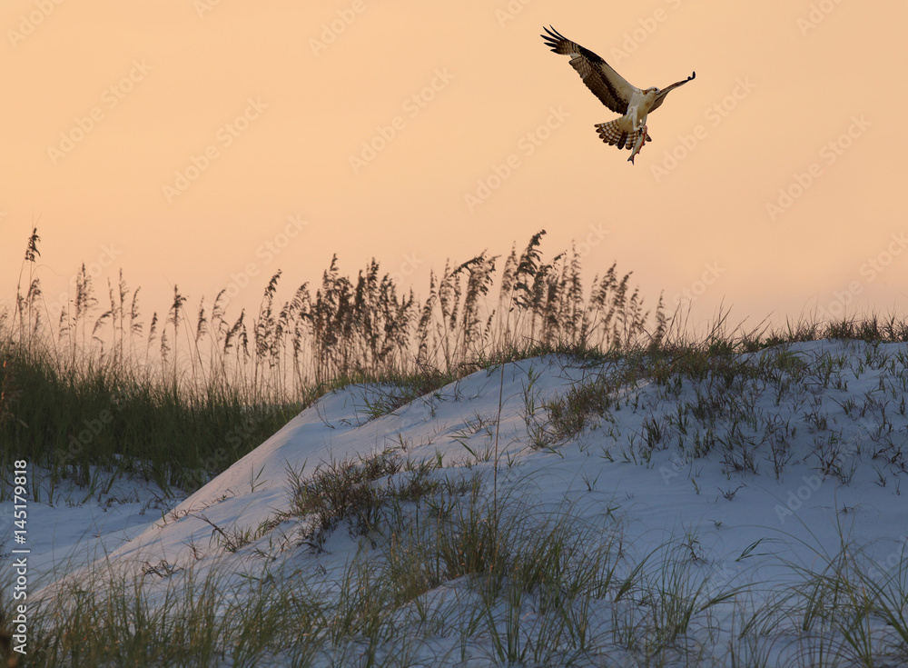Naklejka premium Osprey Flying in with a Fish It has Caught at Sunsetl