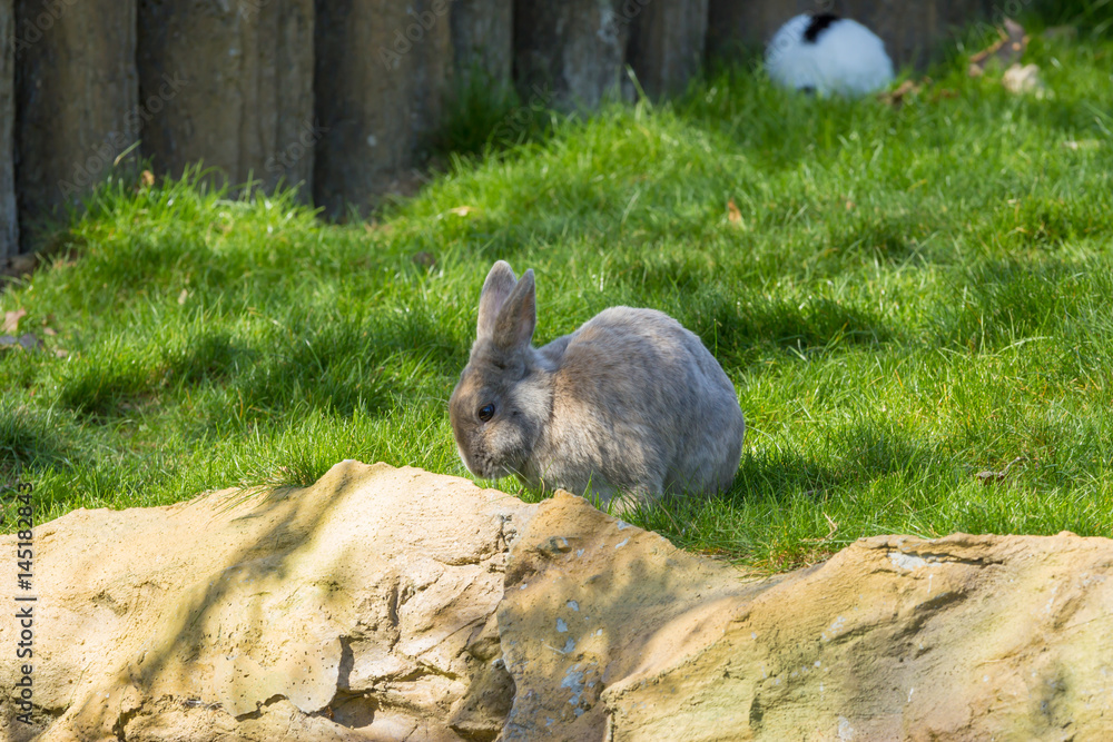 Naklejka premium Gray bunny rabbit posing on green grass and stones