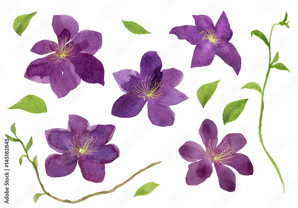 クレマチスの花と葉と蔓の素材 水彩イラスト Stock イラスト Adobe Stock