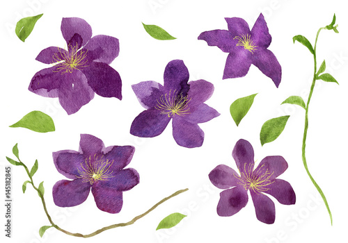 クレマチスの花と葉と蔓の素材 水彩イラスト Stock Illustration Adobe Stock クレマチスの花と葉と蔓の素材 水彩イラスト Stock Illustration Adobe Stock