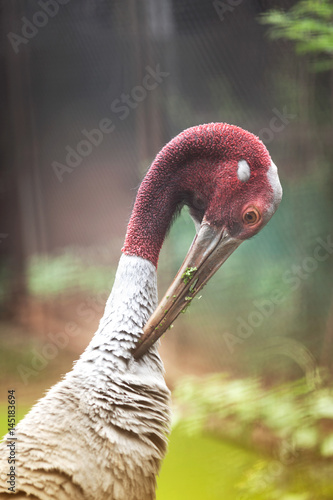 Close up of Eastern Sarus Crane (Grus Antigone Sharpii ). photo