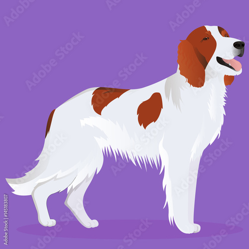 Irish red and white setter dog