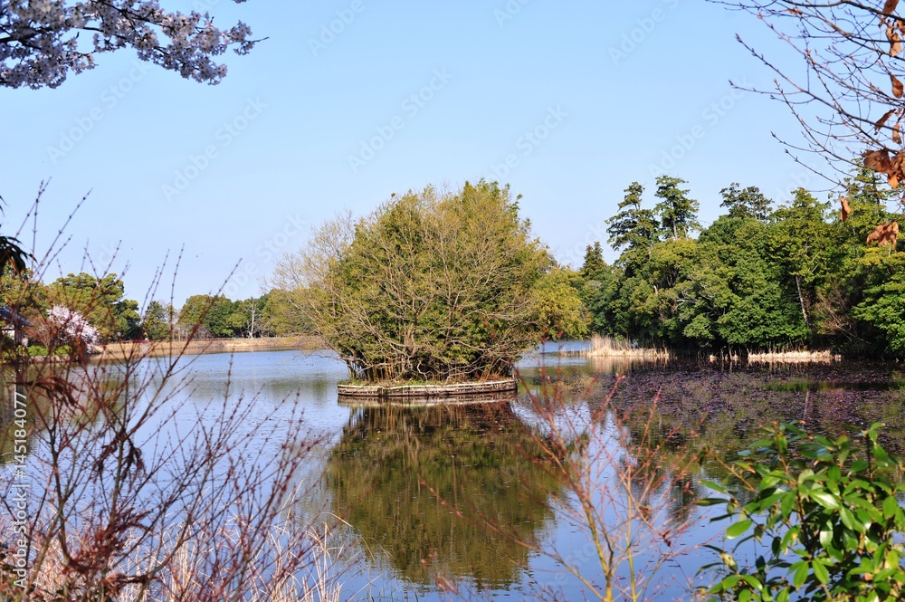 Obraz premium 大貞公園の桜
