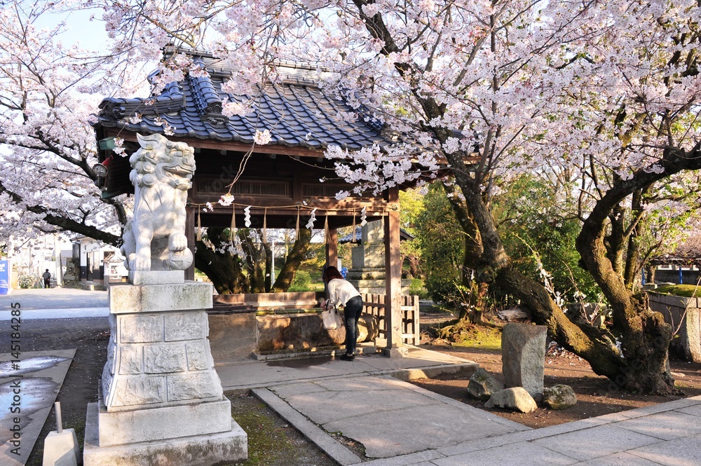 中津公園の桜