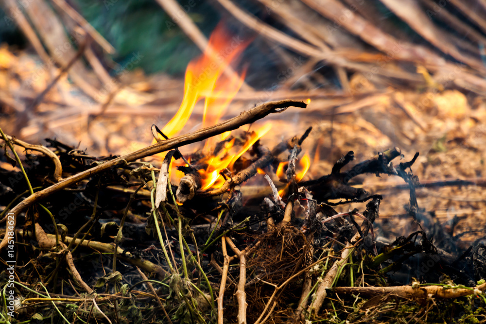 Close up of dry grass and bush cought fire and smoke coming out Close up of dry grass and bush cought fire and smoke coming out