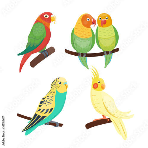 Cartoon tropical parrot wild animal bird vector illustration wildlife feather...