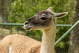 Close-up of a Guanaco  on a park