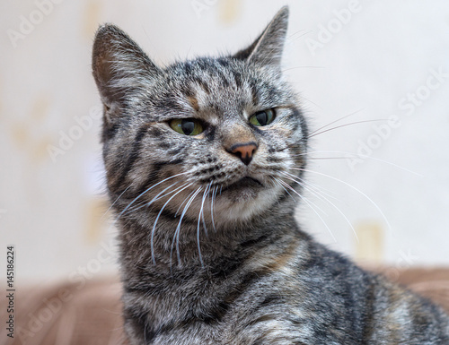 Fototapeta Naklejka Na Ścianę i Meble -  Smooth-haired cat with green eyes frowns