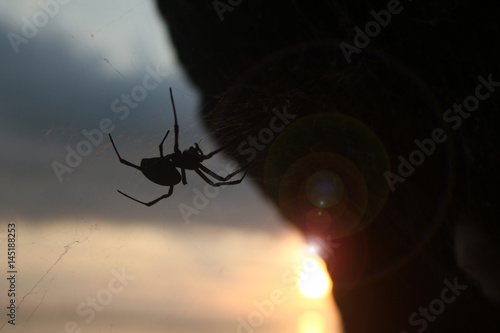 Spider with sunlight and Lens flare on the beach. 