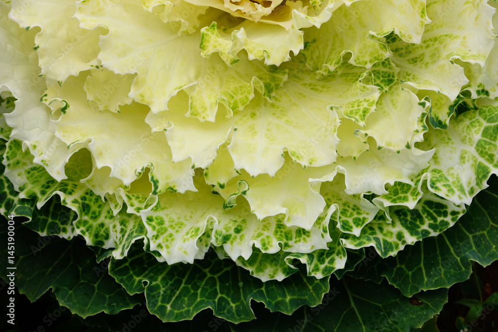 Green ornamental cabbages in agricultural farm 