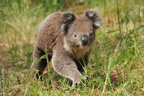 Koala walking on ground searching for females