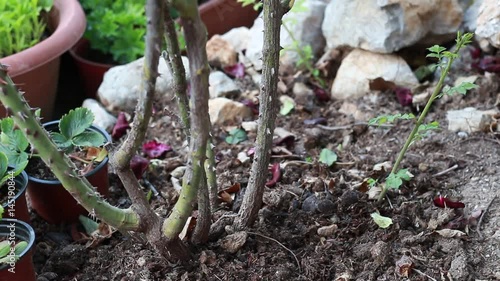 Rose troubles: Suckers from rootstock. Sucker growth from roses. Suckers are the root stock growing from budded roses. They 