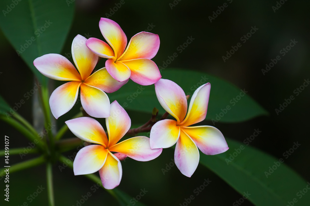 Fototapeta premium Plumeria flowers, natural tree