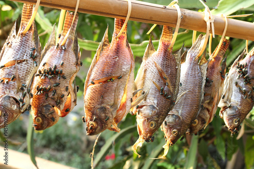 Green fly on dried fish hanging on a branch