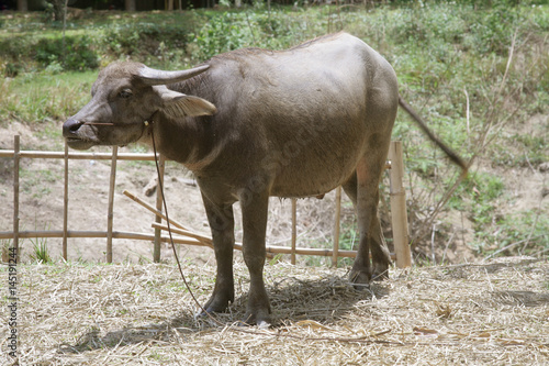 Thai Water Buffalo : Asia buffalo