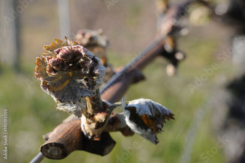 frostschaden - frost damage