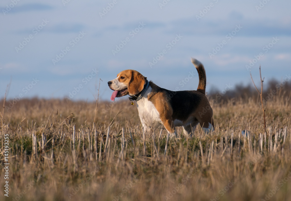 The Beagle runs and frolics at the spring walk