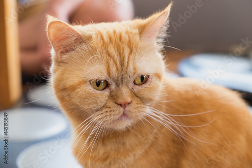 Portrait of cream british shorthair cat