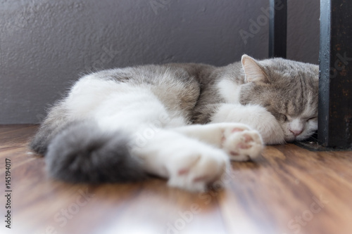 Gray and White British shorthair cat sleeping on a wood floor