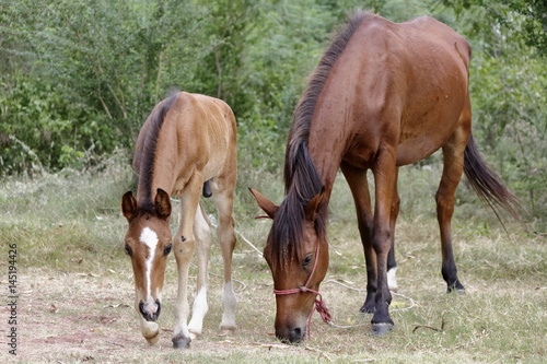 horse and foal © anuwat