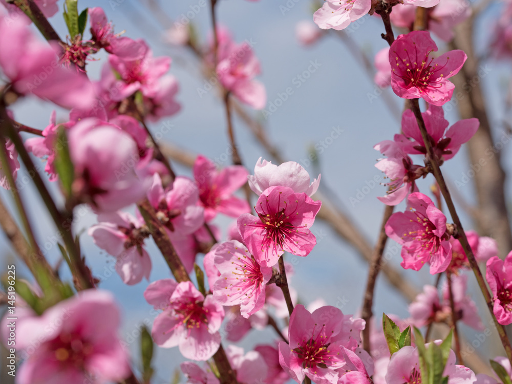 Pfirsichblüten, Pfirsich, Prunus persica, Blüten Pfirsichblüten, Pfirsich, Prunus persica, Blüten
