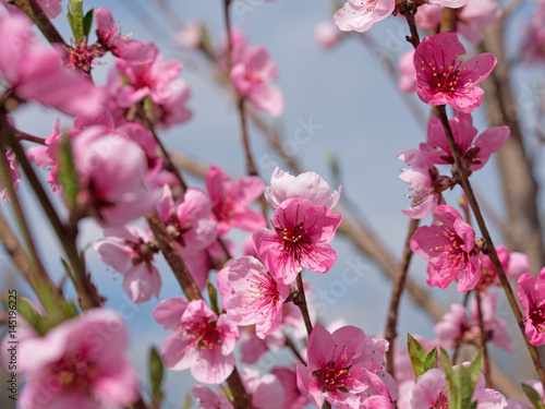 Pfirsichblüten, Pfirsich, Prunus persica, Blüten