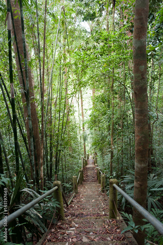 Obraz premium nature trail,path with wooden bridge in deep forest (National Park, Thailan)