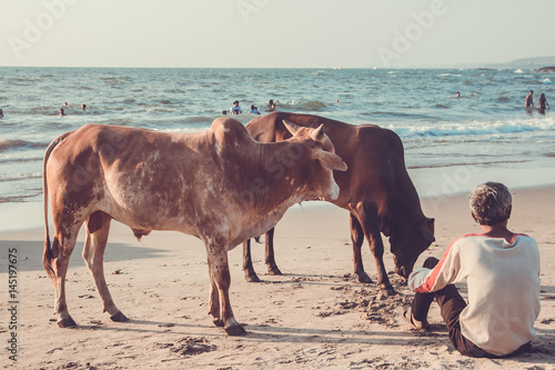 GOA  INDIA - MARCH 4  Cow and man at Little Vagator Beach on March 4  2017  Goa  India