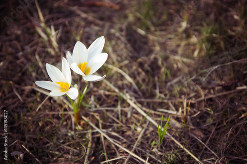 Crocus primrose. First spring flowers. Almaty, Kazakhstan © allenkayaa