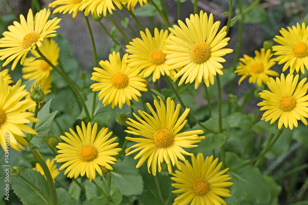 Gämswurzen, Doronicum Gämswurzen, Doronicum