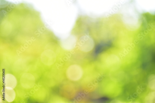 blurred of green bokeh background