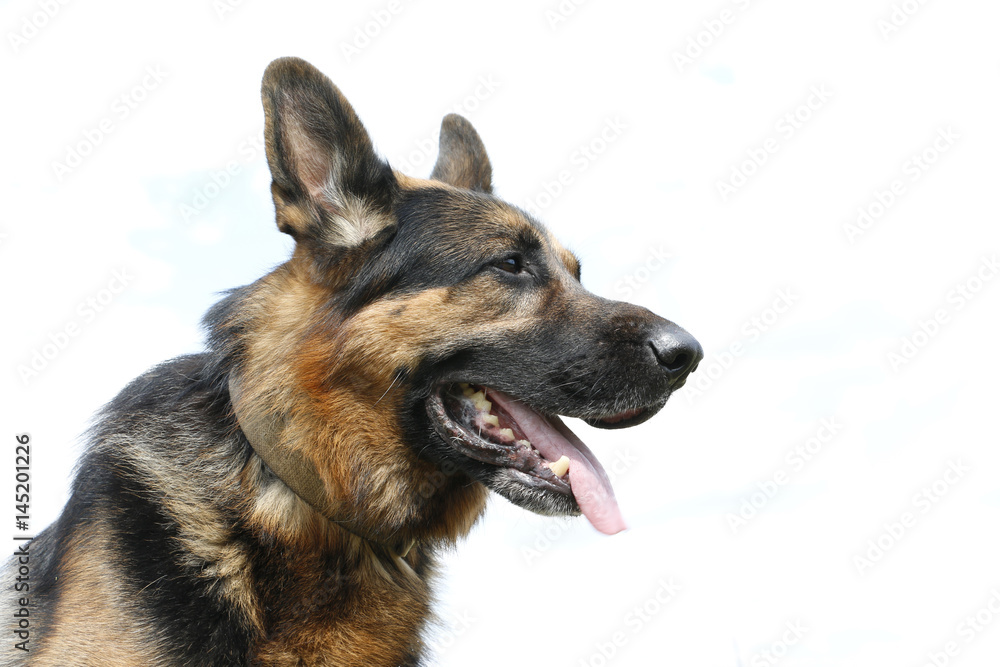 German shepherd dog is guarding an object