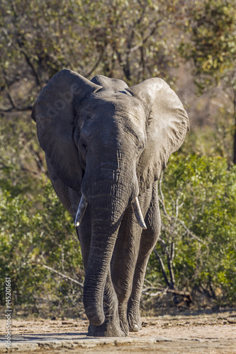 African bush elephant in Kruger National park  South Africa