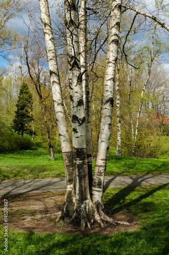 Four trunks of birch growing from the same root, April 2017, Kiev, Ukraine © Markeliz