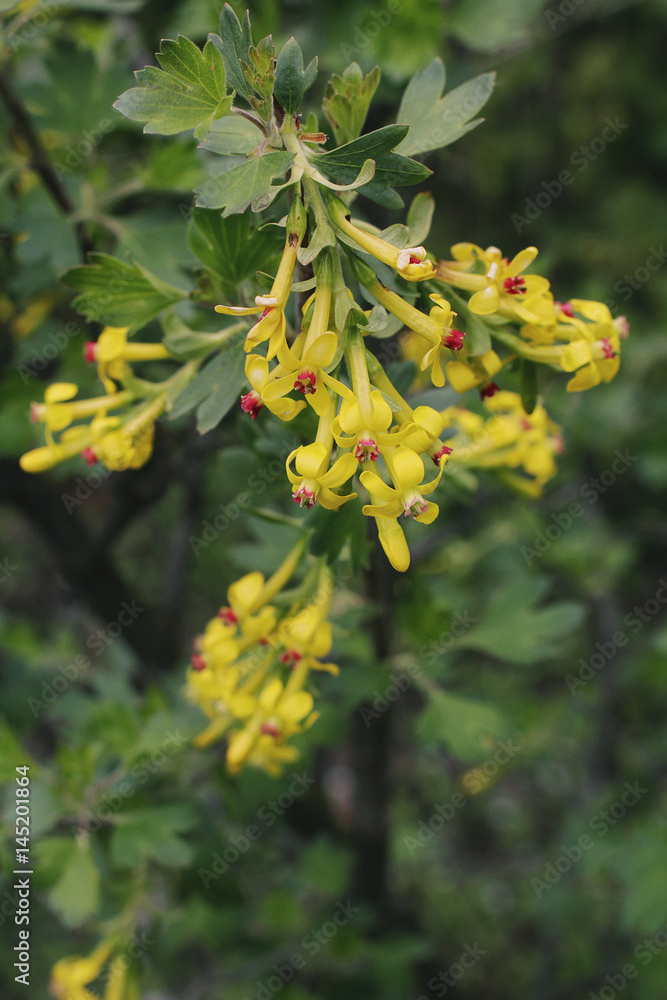 Flowering bush of currant. Green leaves and yellow flowers.
