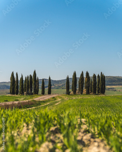 Famous Cypresses in Tuscany