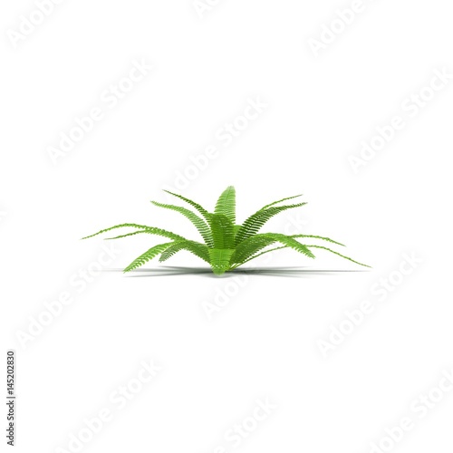 Green fern on white. Side view. 3D illustration