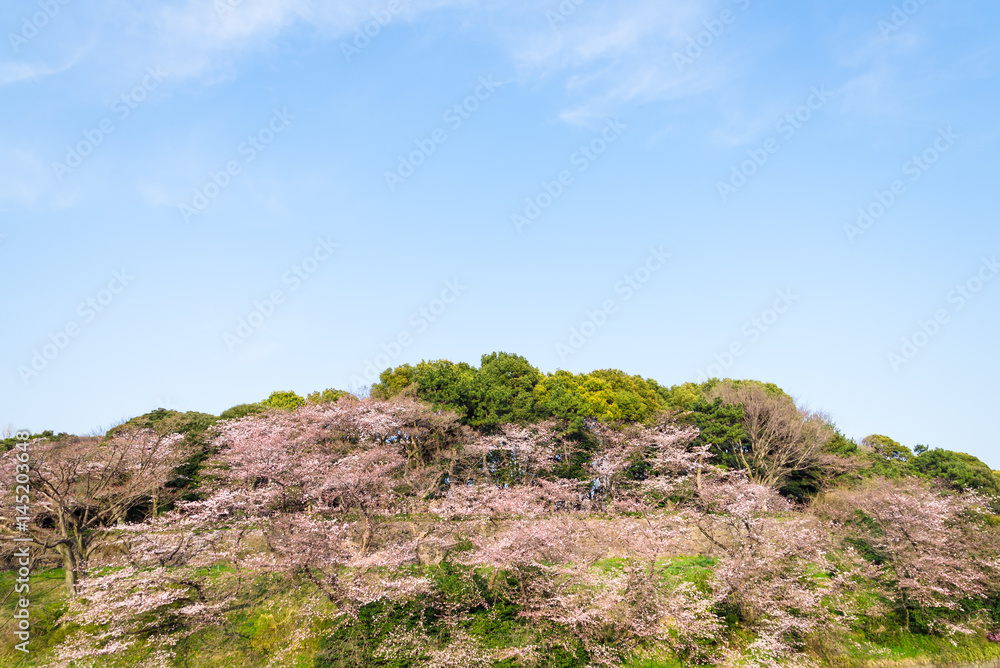 春の千鳥ヶ淵　青空と桜の風景