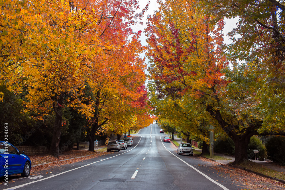 Obraz premium Beautiful Autumn Trees on the street