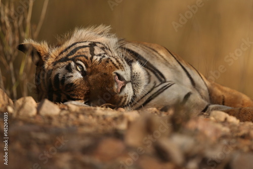 Huge tiger male is resting in india wild animal in the nature habitat indian wildlife ranthambhore national park wild big cats permanent stripes