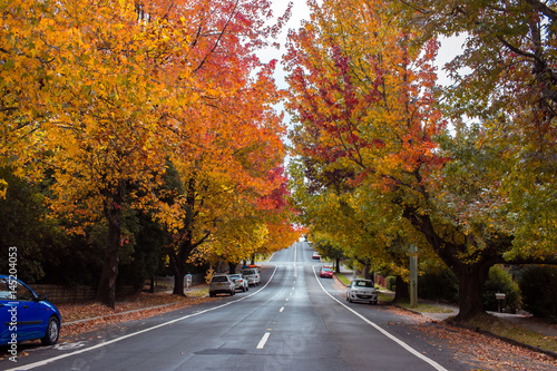 Beautiful Autumn Trees on the street