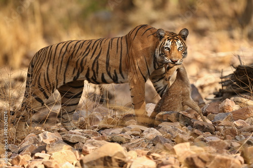 Tiger female with a dead axis deer/wild animals after hunt in the nature habitat/India