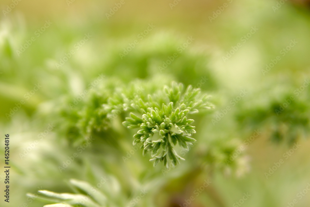 green young leaves soft natural background green young leaves soft natural background