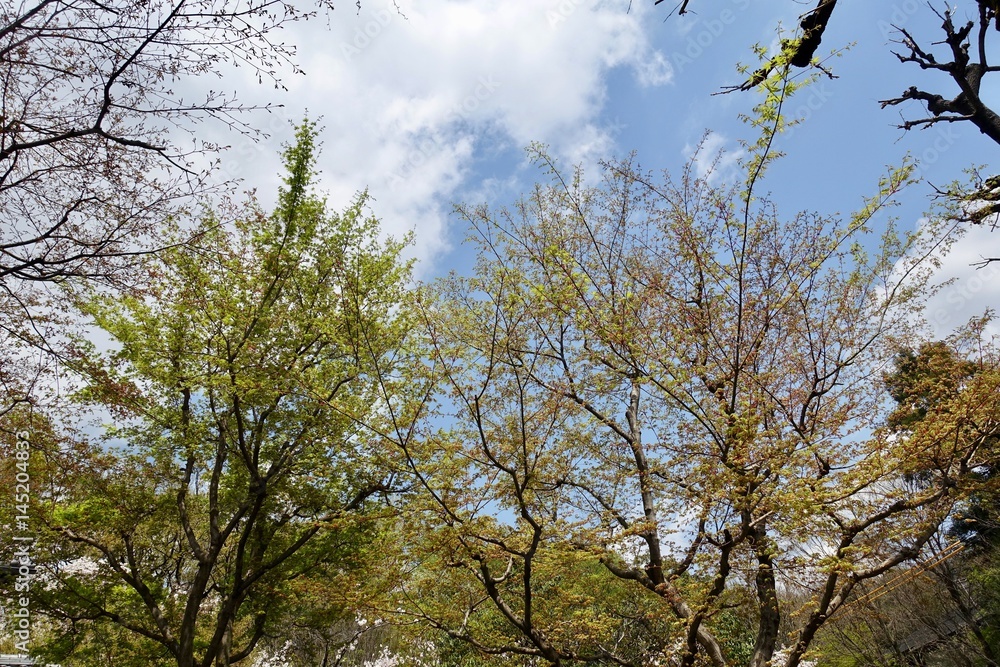 木々の芽吹き 木々の芽吹き