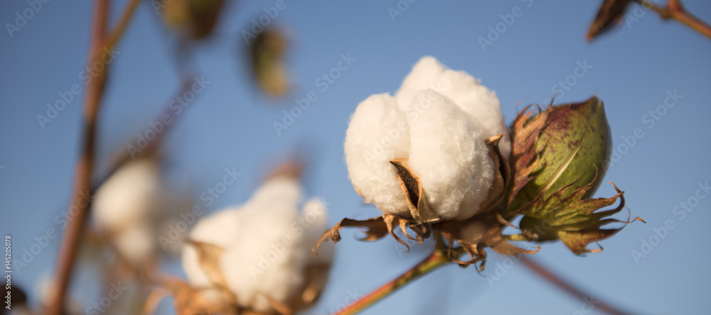 Fields on cotton ready for harvesting in Oakey, Queensland Fields on cotton ready for harvesting in Oakey, Queensland