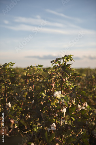 Fields on cotton ready for harvesting in Oakey, Queensland