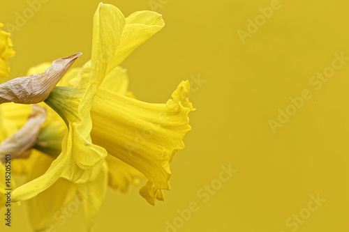 Fototapeta Naklejka Na Ścianę i Meble -  lent lily with textspace for greeting cards