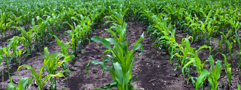 Field corn in the factory Field corn in the factory