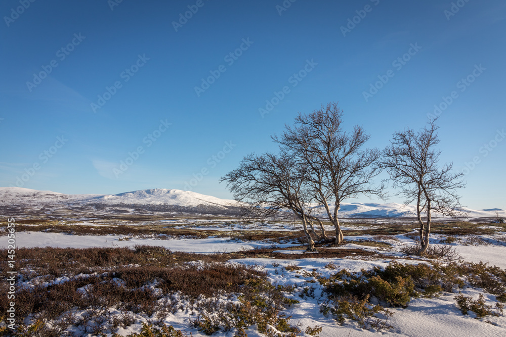 Birch trees and snow in front of mountains in the Dovre mountains in Norway Birch trees and snow in front of mountains in the Dovre mountains in Norway