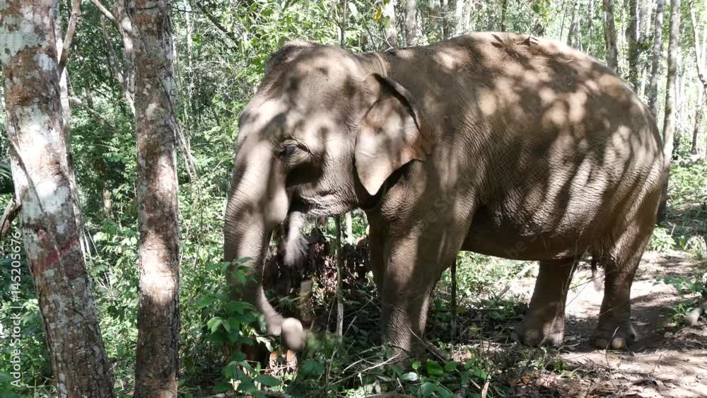 Elephant eating leaves in a forest Chiang Mai, Thailand Elephant eating leaves in a forest Chiang Mai, Thailand